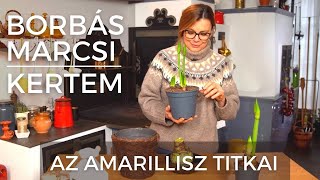 Borbás Marcsi Kertem  Az amarillisz titkai [upl. by Ellienad]