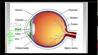 Human Eye and The Colourful World Class 10 1 Human Eye [upl. by Brien]