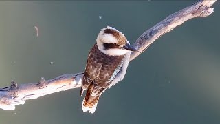 Kookaburra by the river [upl. by Guimond]