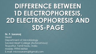 Difference Between OneDimensional Electrophoresis TwoDimensional Electrophoresis and SDSPAGE [upl. by Mohun966]