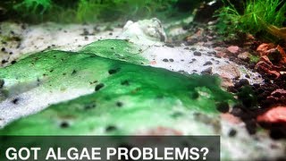 Got algae problems in your aquarium try this safe and simple solution [upl. by Thant]