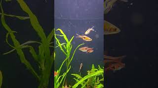 Razbora espei jest przepiękna akwarium akwarystyka razbora fish fishtank aquascape [upl. by Uball]