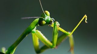 The Headless Mating Mantis  The Mating Game  BBC Earth [upl. by Cormick132]