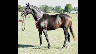 Barbarossa Trakhener Stallion [upl. by Anaul457]