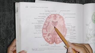 Basal Ganglia easy concept guyton 57 basal nuclei classification [upl. by Fonda]