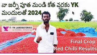 నా జర్నీ పూత నుండి కోత వరకు 2024 YK లాబొరేటరీస్ మందులతో Chillimirchi Vaayu yantra Ykstar Oxyveg [upl. by Lamberto]