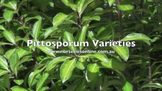 Pittosporum Hedging Plant Varieties [upl. by Anitnatsnoc]