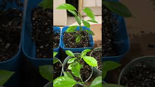 growing calamansi plants [upl. by Landry]