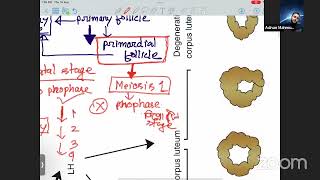 first week of development langmans embryology review embryology bangla [upl. by Hijoung182]