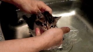 Tiny orphaned kitten protests flea bath at VOKRA [upl. by Scornik]