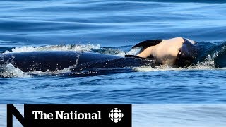 Endangered orca keeping dead calf afloat [upl. by Wylma345]