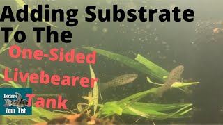 Adding Substrate to an Existing Tank [upl. by Princess]