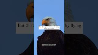 Eagle Flying Above Clouds  Attitude Quote  Flightless Bird American Mouth  Iron amp Wine shorts [upl. by Andy]