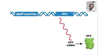 Regulation of pGLO Plasmid Arabinose Operon [upl. by Elrebma]