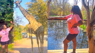 Travel to Chengeta Safari lodge and Pamuzinda safari lodge with me [upl. by Eehsar]