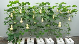 Special method to grow butternut squash on the terrace for many fruits [upl. by Atnicaj]