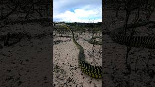 Boomslang on the move [upl. by Ennairrek]