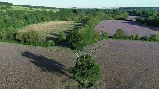 Fields of Phacelia [upl. by Delmor]