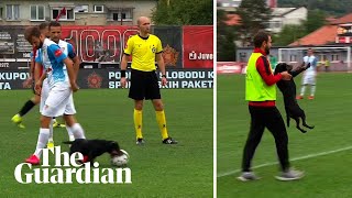 Absolute howler dog steals ball and nutmegs players in Bosnian football match [upl. by Loma]