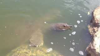 Giant African Softshell TurtlesTrionyx triunguis In Israel River mov [upl. by Dorlisa]