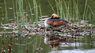 Slavonian Horned Grebe Podiceps auritus incubation shift [upl. by Quartis]