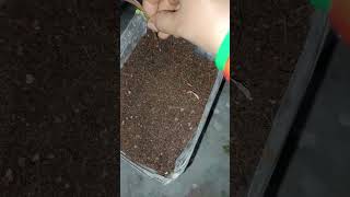 Purslane flower cutting growing viralreel viralshorts viralreel viralvideo [upl. by Asim]