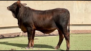 JampJ Cattle Co Brahman Cross Replacement Heifer [upl. by Mccall]