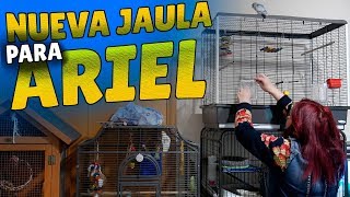 Nueva jaula para ARIEL 🐦El Agapornis Papillero [upl. by Reinert664]