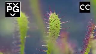 life  Sundew living flypaper  BBC one [upl. by Llenoj]