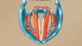 How the Larynx Produces Sound [upl. by Ahsart]