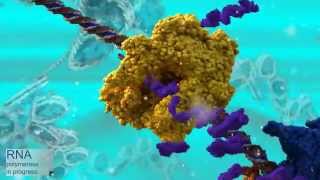 Transcription of DNA by RNA polymerase waudio [upl. by Shaine]