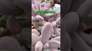 Suculentas que se parecen Diferencia entre amethystinum y oviferum succulents suculentas planta [upl. by Hachman]