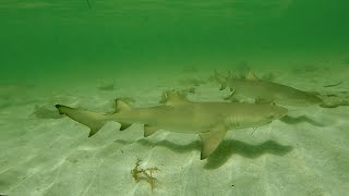 Hand Feeding BABY Lemon Sharks [upl. by Rizzi110]