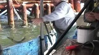 COMMERCIAL FISHING FOR POMPANO ON A OIL RIG [upl. by Adnirual]