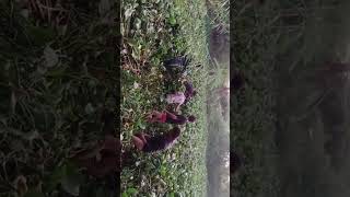 Khanjar song newsong gausevadham cow viralvideo indiancow youtubeshortvideo [upl. by Lexis]