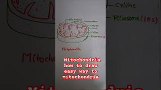 mithochondria  how to easy way draw mithochondria  mithochondria and its function [upl. by Aniat]