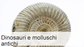 Animali antichi dai molluschi ai dinosauri [upl. by Hedvah]