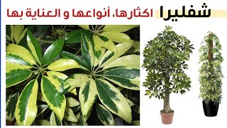 العناية بنبات الشفليرا من ري و تسميد و اكثار انواع نبتة شفليرا Schefflera Care and Propagation [upl. by Holton]