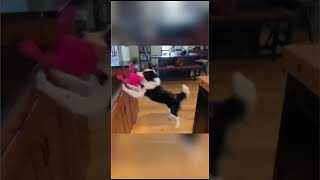 Cute Dog Compilation funnyvideos funny trynottolaugh cat dogs memes meme [upl. by Aseek340]