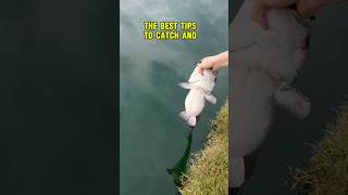 BEST Tips For HOW TO Catch And Release Catfish 🐟💦 shorts fishing [upl. by Akenit]