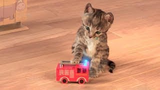 Little Kitten My Favorite Cat Play Fun Pet Care Game for Children [upl. by Nosoj263]