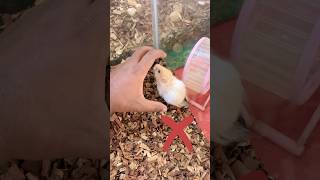 Avoid Hamster bite  easy hamster training tips [upl. by Aleahs]