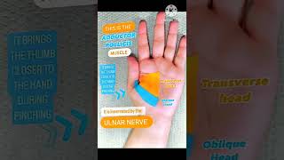 Muscle of hand  Adductor Pollicis ✋ mbbs shorts viralvideo viralvideo [upl. by Eugeniusz]