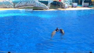 Spectacle des Dauphins  Marineland Antibe [upl. by Assirram821]