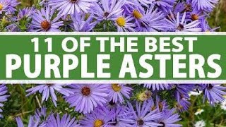 11 Best Purple Aster Varieties [upl. by Madaras]