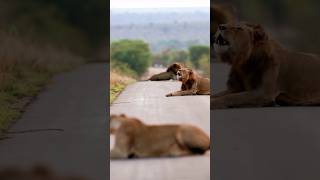 Lions Roar to Rule lionking lion wildanimals wildlife animals nature forest wilderness [upl. by Onitsirc551]