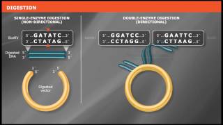 Overview of Traditional Cloning [upl. by Farny635]