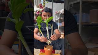 Short tips easy to following repotting dendrobium plant short plant orchid [upl. by Inal165]