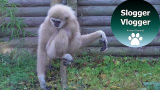 Hilarious Gibbons Freak Out About Rodent [upl. by Anyah635]