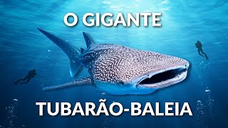 TUBARÃO BALEIA UM GIGANTE DOS OCEANOS O MAIOR PEIXE DO MUNDO CONHEÇA ESSE ANIMAL INCRÍVEL [upl. by Fira]